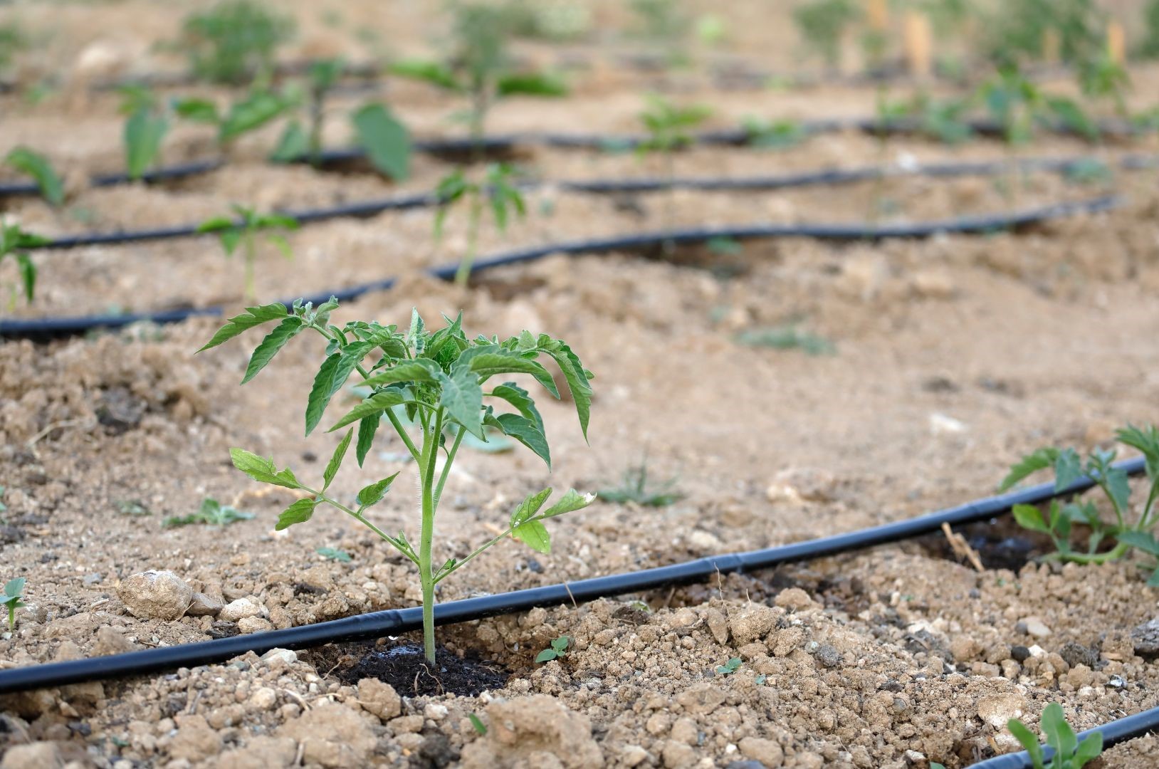 O que é eficiência de uso da água Wikifarmer